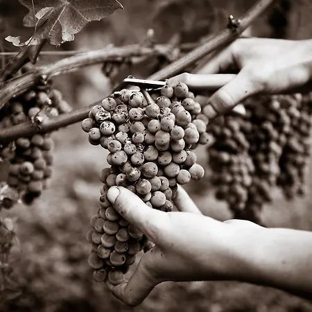 Chateau Pape Clement Pessac