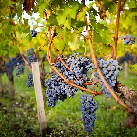 מלון Chateau Pape Clement פסאק