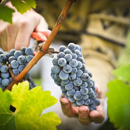 Chateau Pape Clement 3*