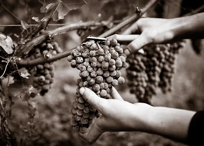 シャトー パップ クレモン ペサック