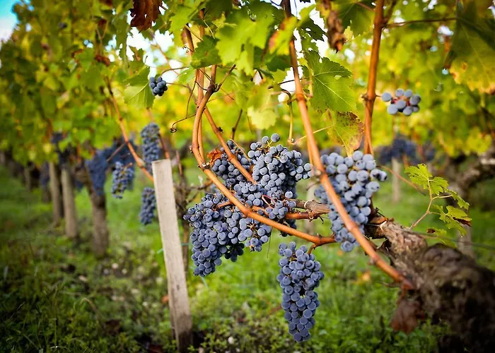 ホテル シャトー パップ クレモン ペサック